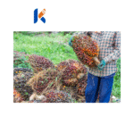 Palm Oil, Huile de Palme - Mafuta ya mawese, Mafuta ya Mbila - Image 2