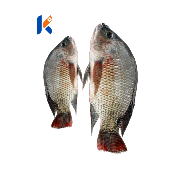 Fish, Tilapia - Samaki, Mbisi