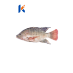 Fish, Tilapia - Samaki, Mbisi - Image 3